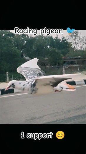 Racing Pigeon 🐦 😰| Fastest Kabootar in Action | #racingpigeon kabootar #birds #shortvideo #trending