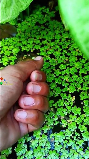 Platy fish Breeding 🐟🐠 mini planted pond #platyfish #minipond