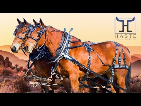 Watch What Happens When You Cross a Percheron & a Belgian Draft Horse 😳