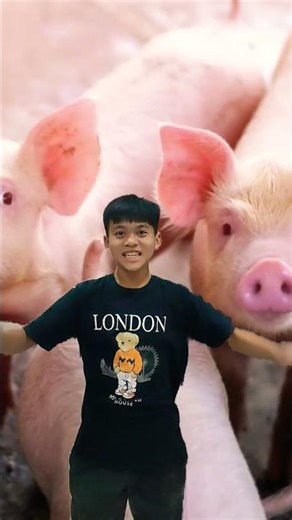 pig and lizard sounds 🚀