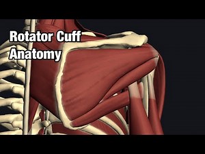 Anatomy and function of rotator cuff