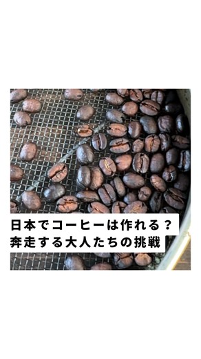 RICEメディア｜1分間で社会を知るメディア on Instagram: "#pr #ネスレ 日本でコーヒー栽培が行われている場所があること、みなさんは知っていますか？ 今回取材したのは、沖縄県・東村で行われている「ネスカフェ 沖縄コーヒープロジェクト」☕️ 案内された先に広がっていたのは日本ではめったにお目にかかることのできないコーヒー農園です🌱 沖縄はコーヒーの栽培に適した「コーヒーベルト」のギリギリ上。 世界でコーヒー栽培の研究に取り組むネスレ日本が中心となり、沖縄でも育つ品種の選定や台風や海風の影響を受けにくい栽培を研究し、今では地元農家さん協力のもと20箇所の農園でコーヒー豆の栽培や収穫が実現されています✨ 耕作放棄地や農業の担い手不足など、一次産業に様々な課題を抱える沖縄でコーヒーが新しい産業になればと、沖縄のスポーツクラブ沖縄SVやネスレ日本、地元農家、琉球大学などが協力して行うこのプロジェクト。 少しでもいいなと思いましたらぜひいいねやシェアのご協力よろしくお願いします！ #sdgsjapan #コーヒー豆 #沖縄 #東村"