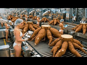 Inside the MEGA Cassava Factory: China’s Giant Cassava Flour Process (Full Process)