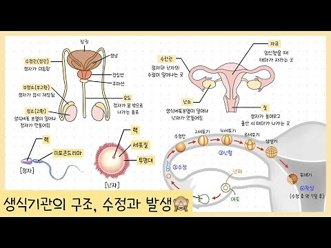 [중③ 5단원] 3강. 생식기관의 구조￨정자와 난자￨수정과 발생￨배란, 수정, 난할, 착상, 배아, 태아￨1란성, 2란성 쌍둥이👶🏻👶🏻