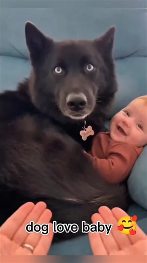 A humorous moment and a dog’s love for a baby🥰🥰 #pet #cat #dog #cute #animals #doglover #funnyanimals #typ #foryoupage