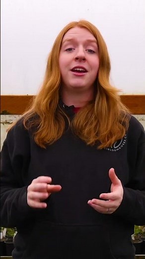 Earth Day Rose Recommendation from Heirloom Roses! #roses #rosegardens #flowers