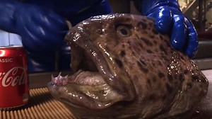 Watch The Severed Head Of A Wolffish Bite Down On A Can Of Coke