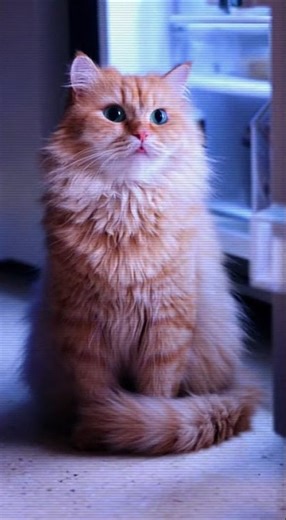 When The Cat's Brain Reboots In Front Of The Fridge