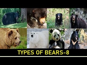 All 8 Species of Bear | The Eight (8) Bear Species of the World