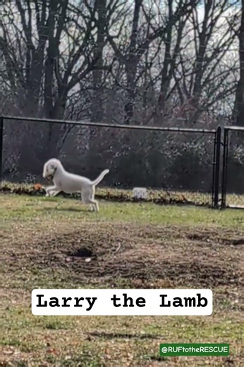 Larry the Lamb doin' his boo thang. 🐑🥰😍🤣