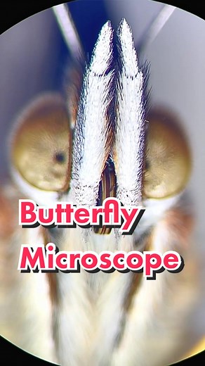Butterfly Face Under a Microscope: Close Up!
