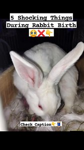🐇 5 Shocking Facts About Rabbit Birth 1. Extremely Short Pregnancy - Rabbits have one of the shortest gestation periods among mammals: 28–31 days. - This allows them to reproduce rapidly, which is crucial since they are prey animals. 2. Silent and Secretive Delivery - The birthing process (kindling) is swift and quiet, often lasting only 10–30 minutes. - Rabbits instinctively avoid drawing attention to protect themselves and their kits from predators. 3. Nest Building with Their Own Fur - Befor