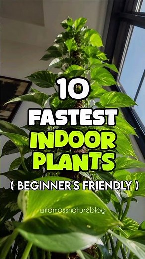 Fast-Growing Houseplants for Beginners / Best Indoor Plants That Grow Fast & Easy