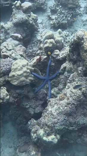 Blue Starfish Scuba Diving