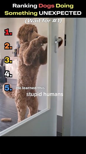 Top 5 Dogs Caught on Camera Doing the UNEXPECTED 😳🐶