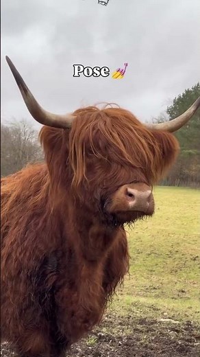 A day in the life of a Highland Cow in Scotland 🐮🤭