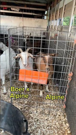 What breed do we use for our recips? #all #cross #dairy #goat #farming