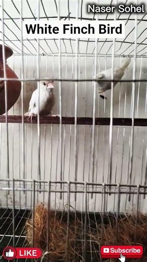 আমাদের ঘরের নতুন অতিথি White finch bird 🐦 #finchbird #birds