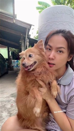 I lovely My dogs #dogs #love #beautifuldog #dog#instagood #puppy #cute #dogstagram #Short videos