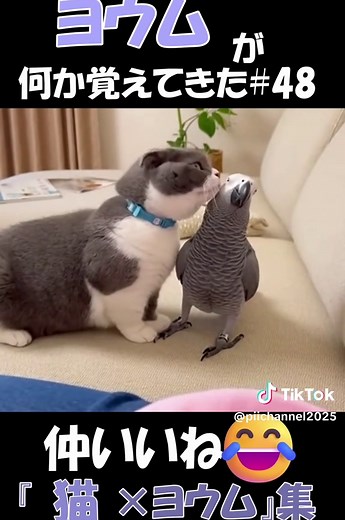 猫とヨウムの可愛いコンビ集