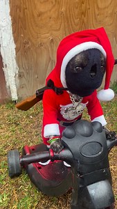 #luisrconriquez #perros #pugs #foryou | Bongo Pug