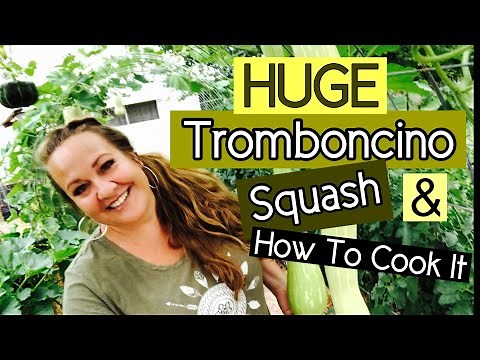Our HUGE Tromboncino Squash! I’m cooking it up!