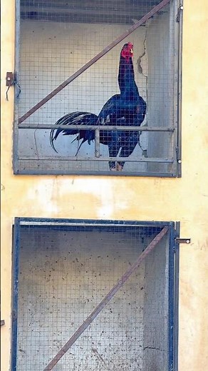 Pakistani aseel roosters