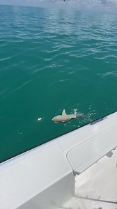 Shark gets eaten by Goliath Grouper 😱😳 #sharks #sharkweek #goliathgrouper #grouper #ocean #fishing #bigfish #fishingdaily | Daily Fishing Stories