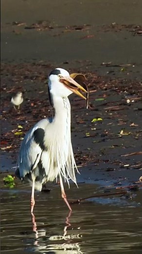 エイを丸呑みにするアオサギ #富津 #birds #捕食シーン #wildlife