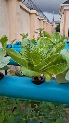Home made hydroponic NFT system