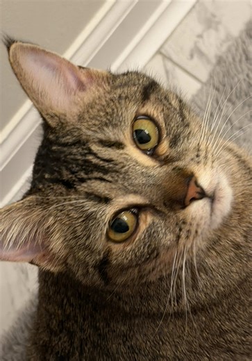 When Your Cat Sets the House Rules