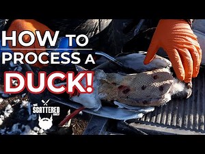 "From Field to Feast: Mastering How to Process a Wild Duck from scratch!