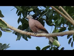 Sony DSC HX60V Zoom Test without Tripod