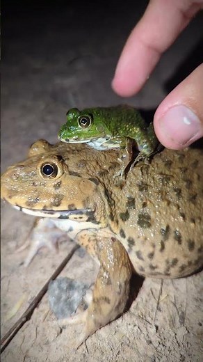 Big frogs fly with small frogs | catch frogs jumping for fun | jump jump funny