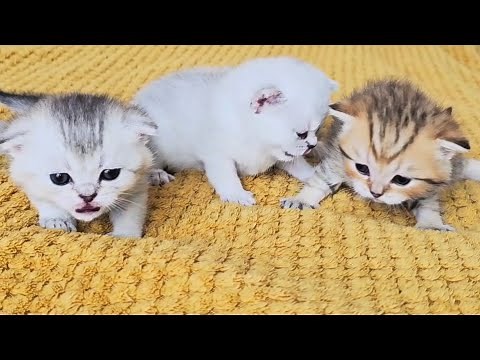 This is how cute kittens crawl, meow, sleep and talk at 3 weeks old