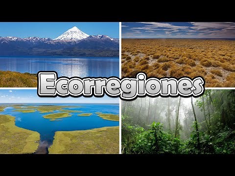 Ecorregiones: ¿Qué son? ¿Cómo se clasifican?