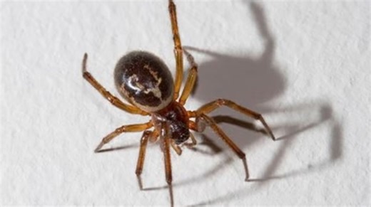 UK's 'most dangerous spider' invading kitchens as 100 people sent to hospital