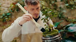 Best Succulents For Terrariums