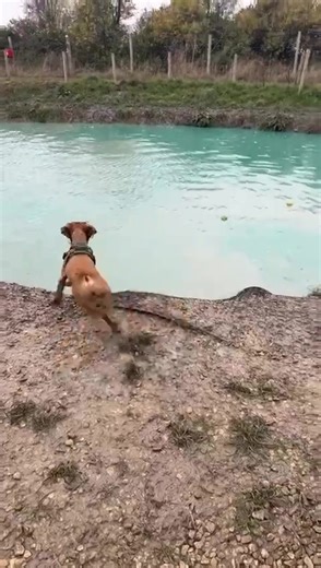 Cocker Spaniel Puppy Having Fun Jumping in Water