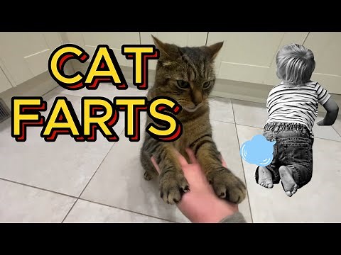Cat farting caught on video