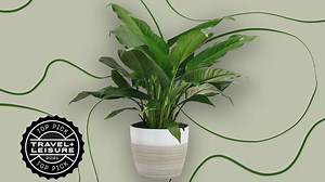 You Can Buy Live Plants on Amazon — Here Are the Best Ones to Order