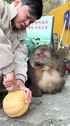 Star: Why Eat First Again? #Animal Confusing Behavior #Harmonious Coexistence #One-Armed Monkey