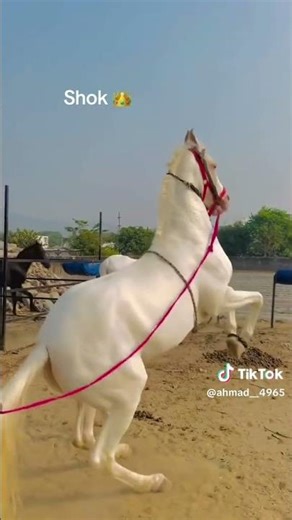 One Of The Most Beautiful White Horse .Most Beautiful Horses 😍😍😍😍
