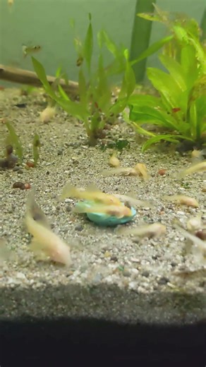 Baby plecos love the new food! #pleco #babyfish #fishbreeding #aquarium