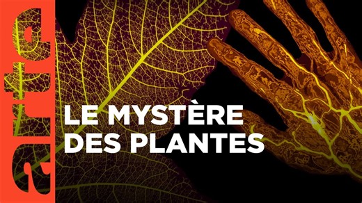 Documentaire | Super sens – Le génie caché des plantes (1/2)