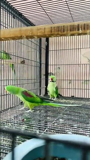 Amazing Raw Parrots Talking Like Humans 😍 | Beautiful Parrot Video