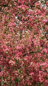 Beautiful pink flowers of Malus floribunda. Japanese flowering crabapple, Japanese crab, purple chokeberry, showy crabapple. Spring bloom. Floral background.