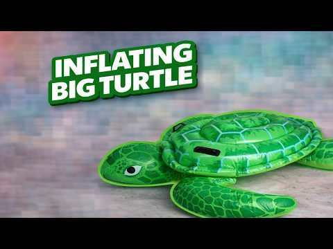 From Flat to Giant! 💨🐢 Big Intex Turtle Inflation