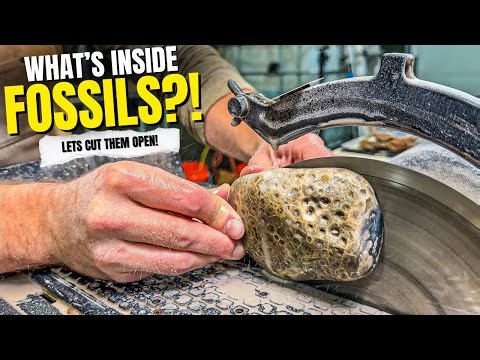 What Happens When You Cut Giant Fossils in Half?
