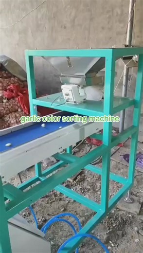 garlic 🧄 color sorting machine colour sortor peeled garlic sorter machine#colorsorter #sorting #garlic